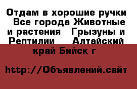 Отдам в хорошие ручки - Все города Животные и растения » Грызуны и Рептилии   . Алтайский край,Бийск г.